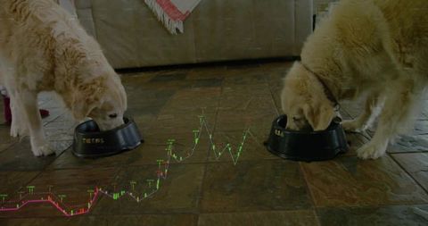 Two golden retrievers eating from bowls on tile floor with stock market chart overlay