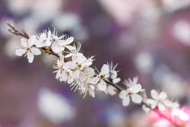 This close-up photo of white cherry blossoms on a branch captures the beauty of spring. Ideal for use in spring advertisements, greeting cards, nature blogs, or any project celebrating the arrival of spring. The soft focus and warm lighting enhance the delicate and tranquil feel, making it suitable for decorations or backgrounds in various media.