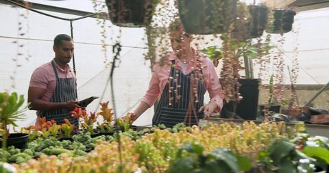 Coworkers Collaborating on Succulent Care in Commercial Greenhouse