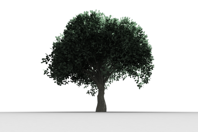 Lush Green Tree on Transparent Background - Download Free Stock Videos Pikwizard.com