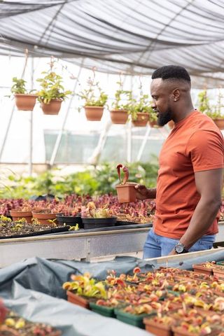 African american man examining pitcher plant in greenhouse nursery
