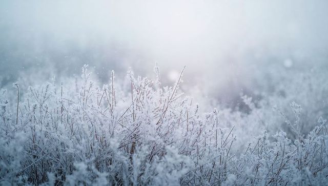 Hoarfrost-Coated Meadow Grass in Soft Winter Mist with Silvery Bokeh and Solitude