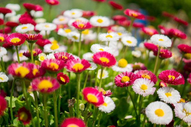 Vibrant Field of Pink and White Daisies in Bloom - Download Free Stock Photos Pikwizard.com