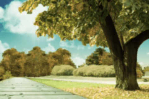 sunlit boardwalk through transparent autumn trees in tranquil park setting - Download Free Stock Videos Pikwizard.com