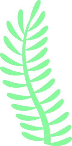 Mint green fern frond with transparent background illustration