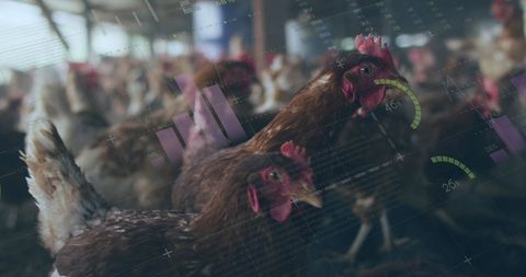 Chickens with Digital Data Overlay Representing Agriculture Analytics - Download Free Stock Images Pikwizard.com