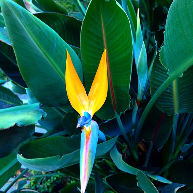 Beautiful Bird of Paradise flower blooming with vibrant colors among lush green foliage, creating a stunning visual contrast. This image can be used for nature-themed designs, gardening blogs, tropical and exotic plant articles, or as a vibrant background for various digital and print media.