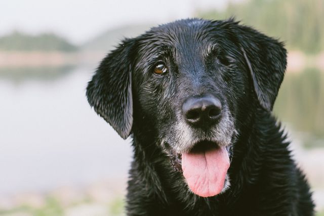 Wet black Labrador retriever with its tongue out enjoying a day by the lake. Perfect for advertising outdoor activities, pet products, summer fun, and adventures in nature.