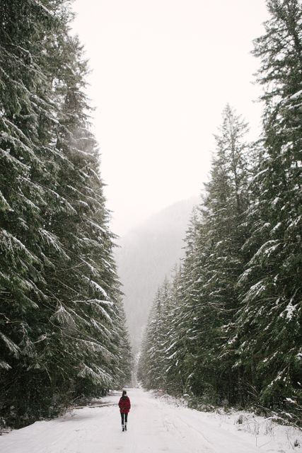 Person Walking Through Snowy Forest Path Surrounded by Pine Trees - Download Free Stock Photos Pikwizard.com