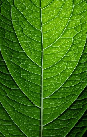 Macro green leaf revealing intricate vein network and natural texture for backgrounds