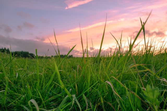 Close-Up of Grass in Field During Sunset with Vibrant Sky - Download Free Stock Photos Pikwizard.com