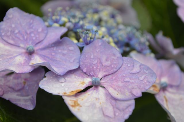 Hydrangea blooms featuring vibrant purple petals covered in dewdrops. Use this image for gardening content, nature-themed articles, floral designs, or backgrounds.