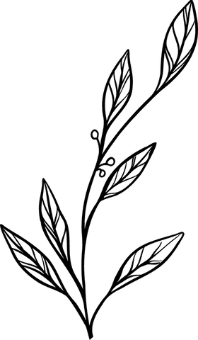Minimalist Sketch of Plant Branch on Transparent Background - Download Free Stock Videos Pikwizard.com