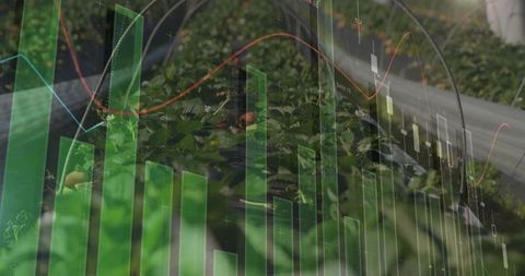 Agritech data visualization overlaying financial charts on greenhouse berry rows