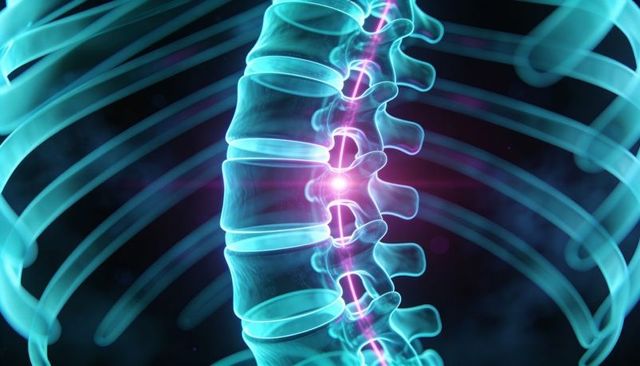 Glowing thoracic spine with highlighted spinal cord and ribs, 3d medical illustration