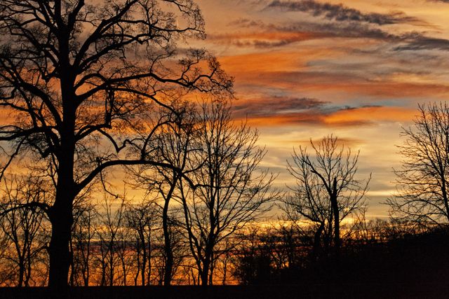 Silhouette of leafless trees standing against an orange and yellow twilight sky creating a dramatic and picturesque scene. Perfect for use in nature blogs, environmental campaigns, and travel promotions highlighting serene and beautiful landscapes.