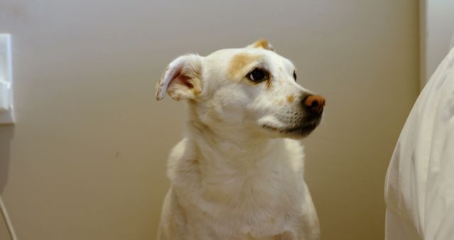 A white dog looks attentively to the side, indoors. Its keen gaze suggests alertness or curiosity about its environment.