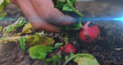 Pulling fresh radishes from soil with bare hand | backyard harvest organic home gardening