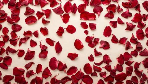 Scattered deep red rose petals on pale beige background for romantic invitations and decor