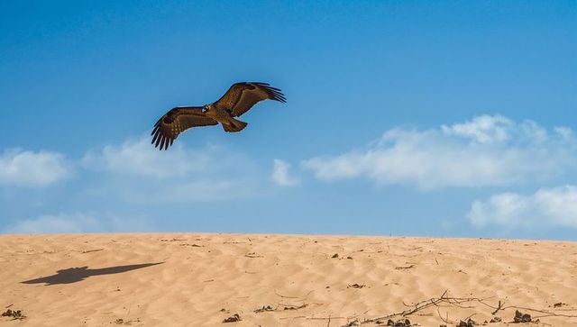 Gliding desert eagle sweeping low over sunlit sand dune casting long shadow
