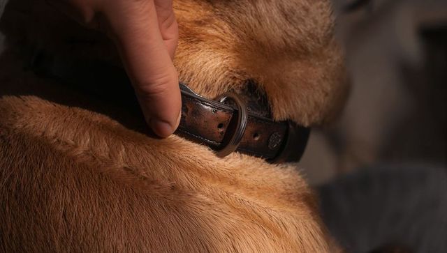 Adjusting leather dog collar on golden-brown fur closeup showing hand and buckle