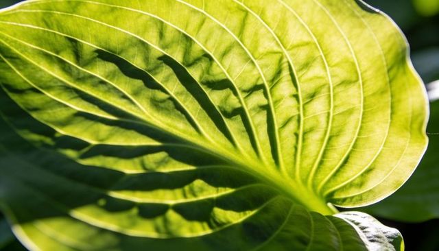 Sunlit backlit green leaf with radiating veins, translucent macro foliage texture