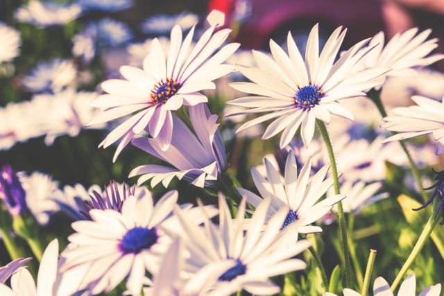 White daisies blooming outdoors under bright sunlight. Ideal for illustrating spring and summer vibes, gardening concepts, and natural beauty. Perfect for use in blogs, websites, greeting cards, and nature-focused publications.