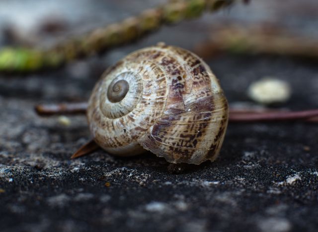 Abandoned snail shell lying on the ground, showcasing detailed textures and spiral patterns. Perfect for use in educational materials, wildlife conservation projects, nature photography blogs, and as artistic inspiration for macro photography enthusiasts.