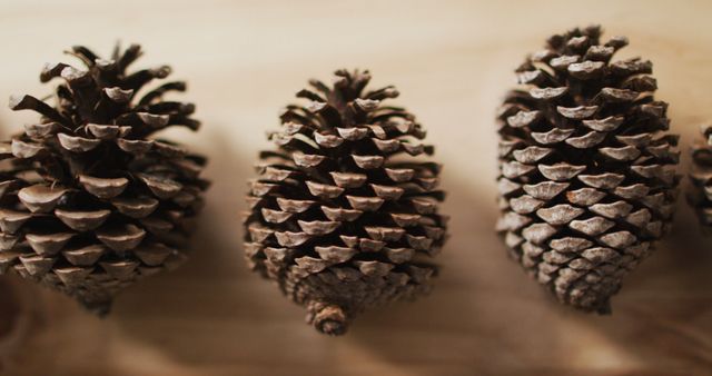 Close-up view of several pine cones neatly aligned on a light wooden surface. Ideal for autumn-themed projects, nature presentations, rustic decor elements, and educational material about flora and plants.