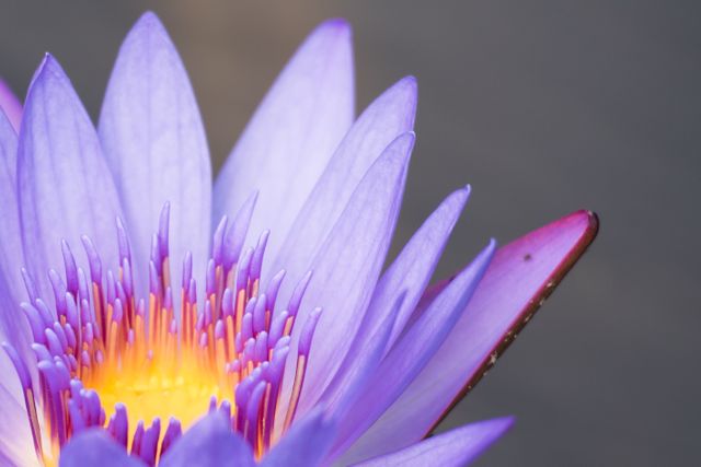Close-up of Blooming Purple Water Lily with Yellow Center - Download Free Stock Photos Pikwizard.com
