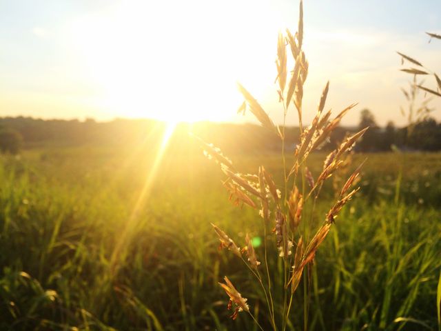Sunset casting golden rays over grassy field, perfect for promoting nature retreats, travel destinations, or rural lifestyle aesthetics. Captures tranquil rural ambiance with soft light and warm colors, ideal for background images or inspirational content.