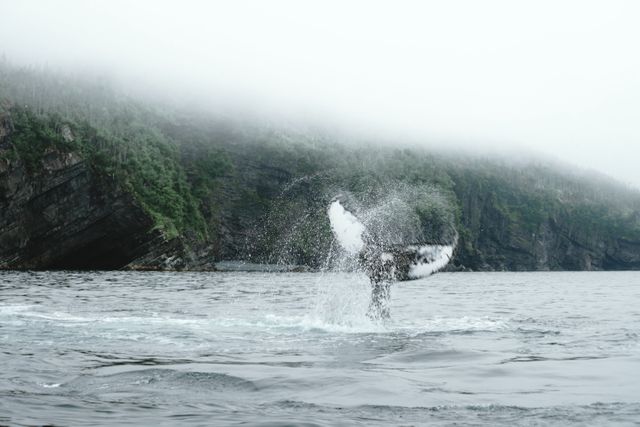 Whale Diving in Foggy Coastal Waters - Download Free Stock Photos Pikwizard.com