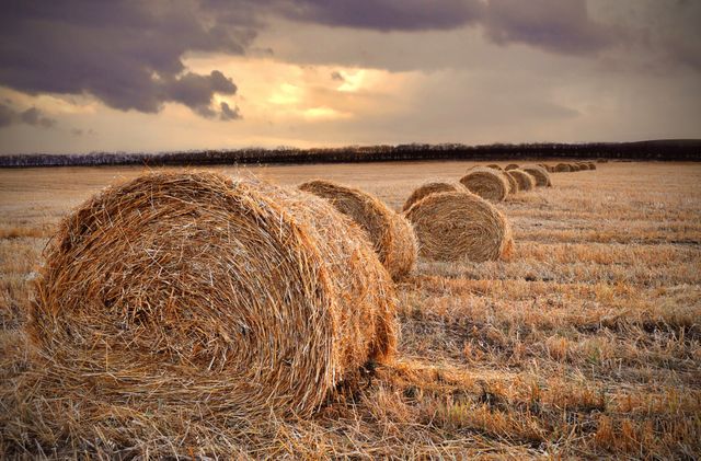 Hay bales are perfectly lined up in a field at sunset, creating a picturesque countryside scene. The sky is filled with dramatic clouds, enhancing the natural beauty of the rural landscape. This image is ideal for use in agriculture-related projects, websites, or brochures, and can also convey themes of tranquility, evening, and farming. Perfect for backgrounds, screensavers, and educational materials related to agriculture or nature.