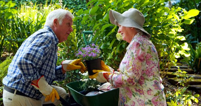 Elderly couple enjoys gardening together in lush backyard garden. The couple, wearing gloves and casual clothing, work as a team to plant flowers. Lush greenery surrounds them, creating a vibrant and serene atmosphere. Perfect for depicting themes of healthy lifestyle, retirement activities, bonding, and enjoying nature.