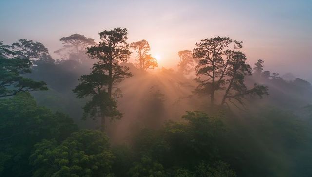 Sunbeams Piercing Misty Conifer Canopy at Dawn, Golden Foggy Forest Light