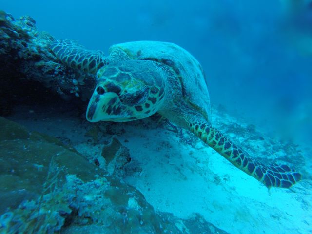 Image showing a hawksbill sea turtle swimming near a coral reef underwater. Perfect for promoting marine conservation, snorkeling or diving tours, and ocean-related educational content.