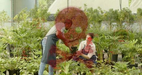 Gardeners handing plant pot and tending potted houseplants in greenhouse nursery