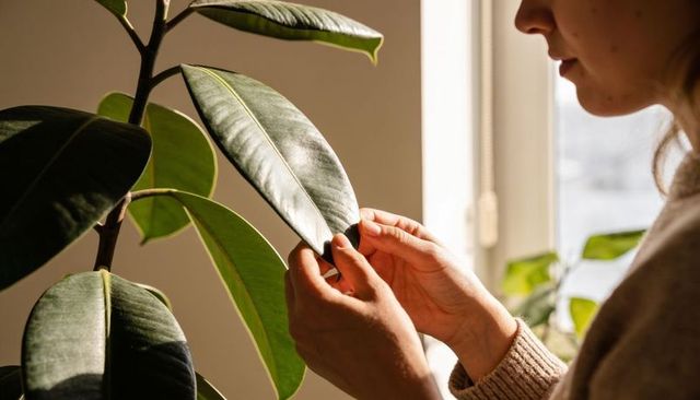 Woman tending rubber plant near sunlit window touching glossy ficus leaves for indoor care
