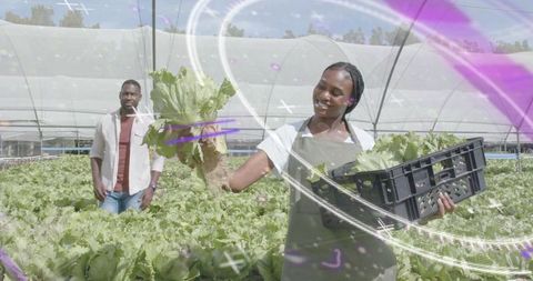 Farm workers harvesting fresh lettuce in eco-friendly greenhouse