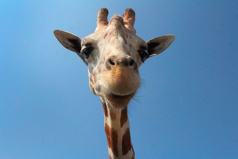 Close-up giraffe looking down at camera against clear blue sky background