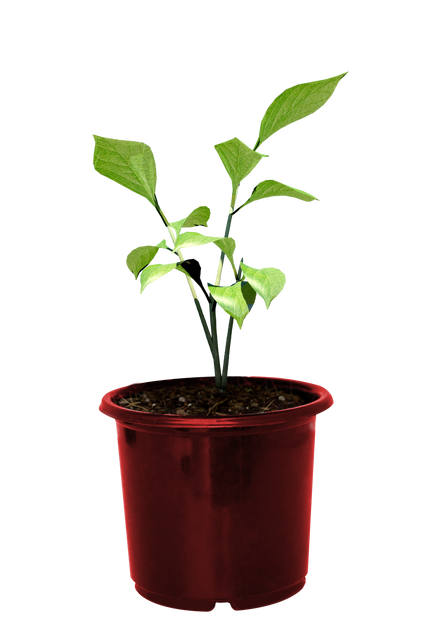 Young Plant Growing in Red Pot with Transparent Background - Download Free Stock Videos Pikwizard.com