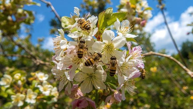Buzzing honeybees foraging on white and pink fruit blossoms in sunlit orchard macro bokeh