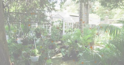 Sun-dappled backyard greenhouse with hanging pots, tropical palms and metal arch