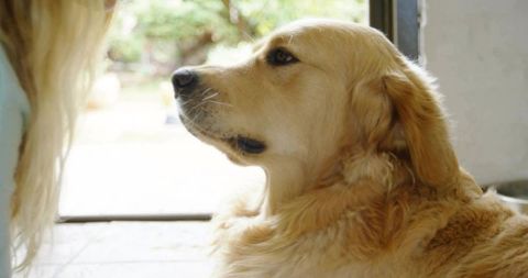 Golden Retriever Looking at Person Near Open Doorway
