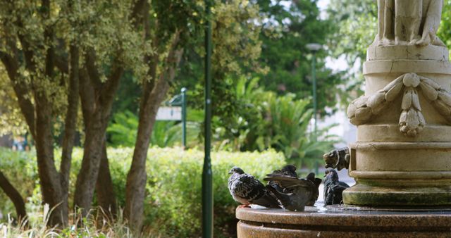 Pigeons relaxing on an intricate fountain in a lush park filled with greenery and trees. The serene environment makes for a perfect representation of nature and harmony. Useful for promoting outdoor activities, nature blogs, travel destinations, or urban wildlife studies.