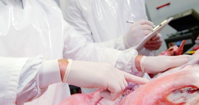 Butchers Analyzing Fresh Meat in Processing Plant - Download Free Stock Images Pikwizard.com