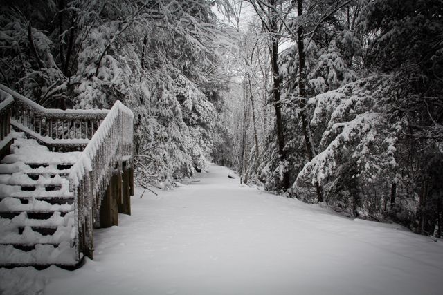 Snow-Covered Forest Path and Wooden Staircase in Winter Wonderland - Download Free Stock Photos Pikwizard.com