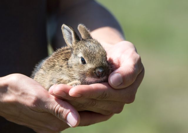Person Gently Cradling Baby Rabbit in Hands - Download Free Stock Photos Pikwizard.com
