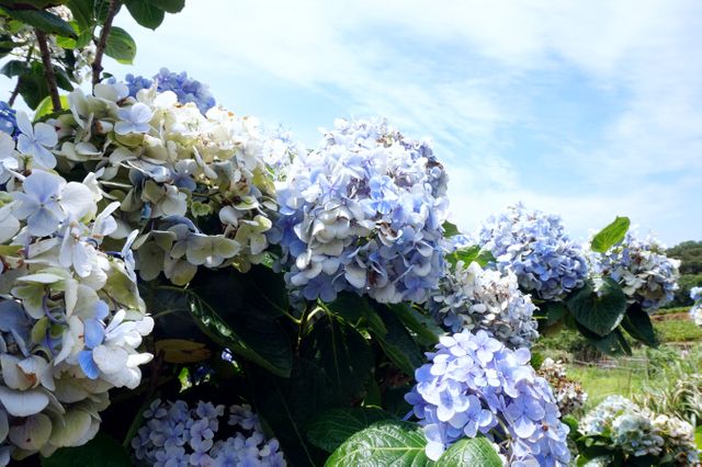 This picture depicts a cluster of vibrant blue hydrangea flowers in full bloom on a sunny day. Ideal for use in articles on gardening, nature websites, or as decorative art. Perfect for representing spring and outdoor beauty, it can also serve as a background image for floral-themed projects and publications.
