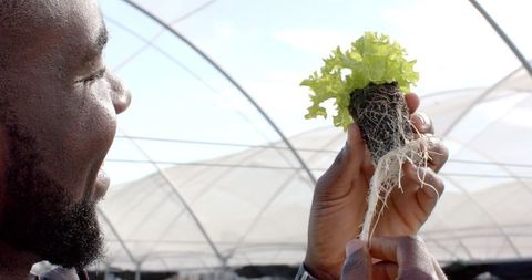 Farmer inspecting roots of hydroponic lettuce in greenhouse